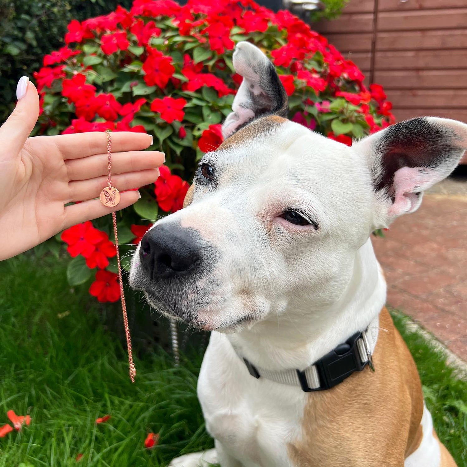 Collana con faccia di animale domestico